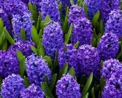 blue hyacinths