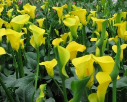 Yellow Calla Lily