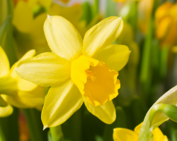 Daffodils