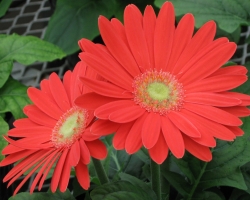 Red Gerbera