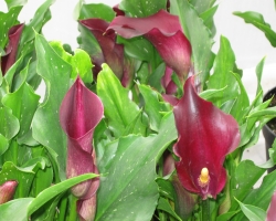 Purple Calla Lily
