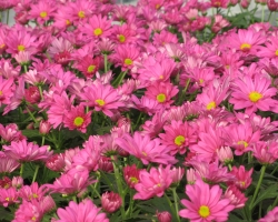 Pink Easter Mum