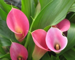 Pink Calla Lily