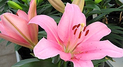 Pink Lily
