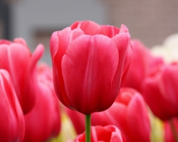 Pink Tulips