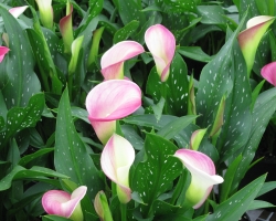 Pink Calla Lily