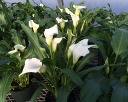White Calla Lily