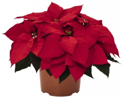 Premium Red (Dummen Orange)