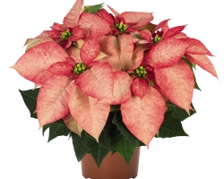 Premium Picasso (Dummen Orange)