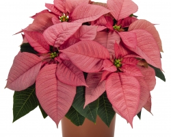 Premium Lipstick Pink (Dummen Orange)