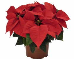 Premium Early Red (Dummen Orange)