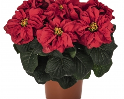 Winter Rose Early Red (Dummen Orange)