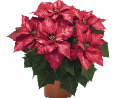 Ice Punch (Dummen Orange)