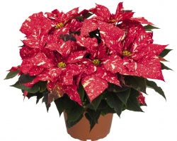 Primero Red Glitter (Dummen Orange)