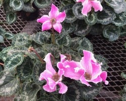 Cyclamen