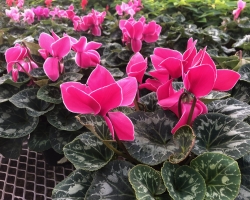 Cyclamen