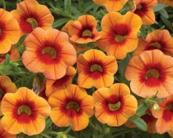 Calibrachoa-Orange