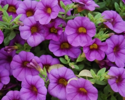 Calibrachoa-Purple