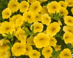 Calibrachoa-Yellow