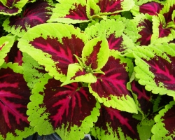Coleus Kong Rose
