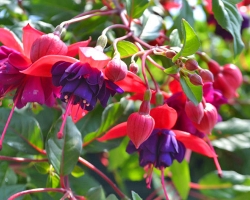Fuschia