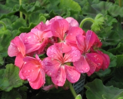Pink Geranium