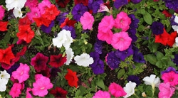 Petunias