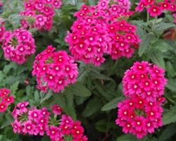 Pink Verbena