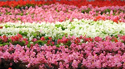 Begonias